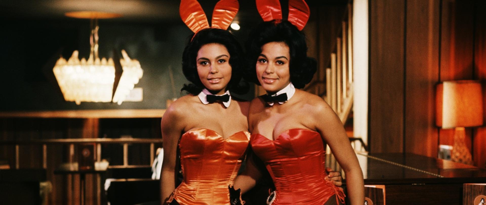 Bunnies - Bunnies of Chicago